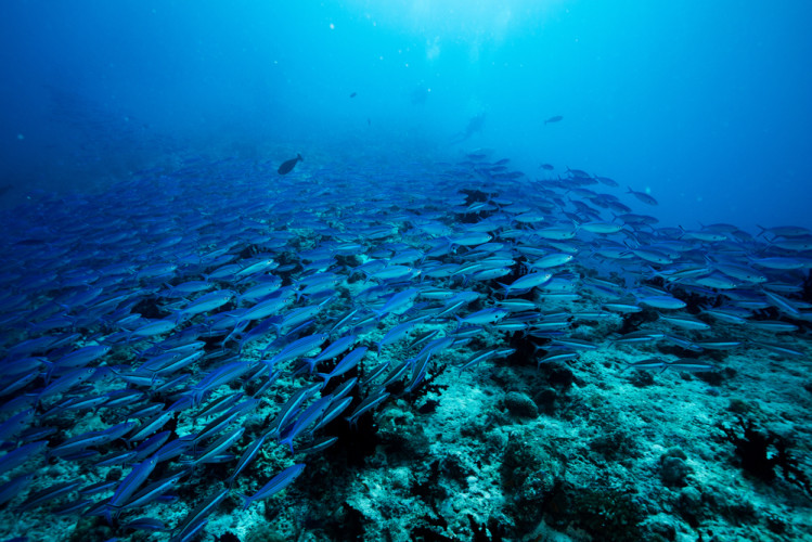 UNESCO Biosphere Reserve and Marine Wonders