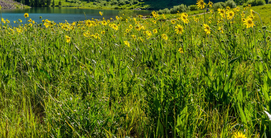 Covid-19 pandemic has sharpened global focus on rewilding our urban spaces